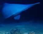 Goblin shark with face ‘not even a mother would love’ seen alive in natural habitat for first time