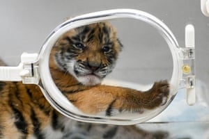 Shaoguan, China: a south China tiger cub is kept in an incubator at a nature reserve in Guangdong province