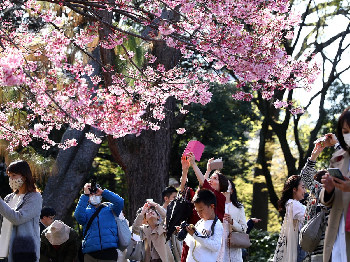 Www Cherry Blossom Festival Marshfield Mo Cherry Blossom Festival 2022