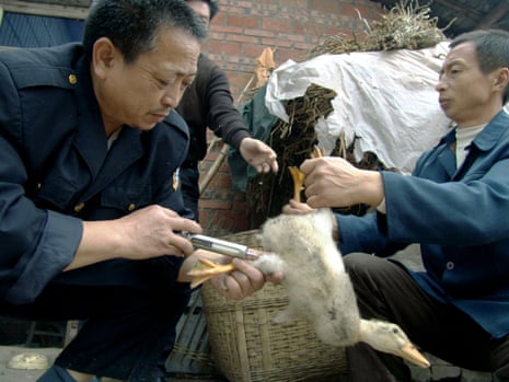 A Chinese vet vaccinates a duck against bird flu in a village in Yongchuan, southwest China.