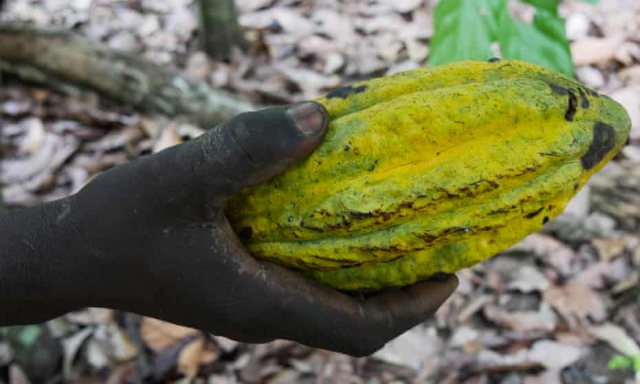 A farmer in Mont Tia national park in the Côte d’Ivoire holds a recently harvested cocoa pod.