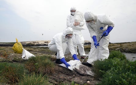 The National Trust team of rangers clear deceased birds from Staple Island, one of the Outer Group of the Farne Islands,