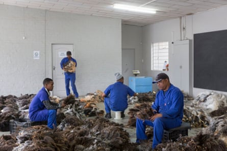 Employees of the Klein Karoo Farmers’ Cooperative sort out “chick” and “slaughtered birds” feathers at BKM Vere, the feather auction house.