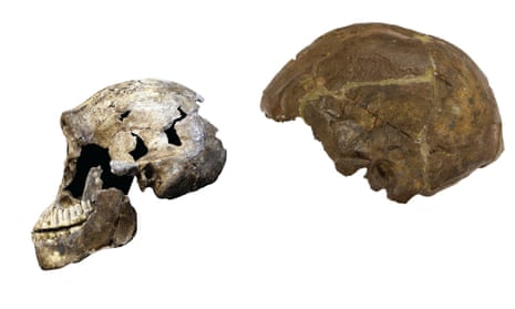 Homo naledi may have lived at the same time as the first modern humans. Left: ‘’Neo’’ skull of Homo naledi. Right: Omo 2 skull, one of the earliest modern humans. Photo credit: Wits University/ John Hawks