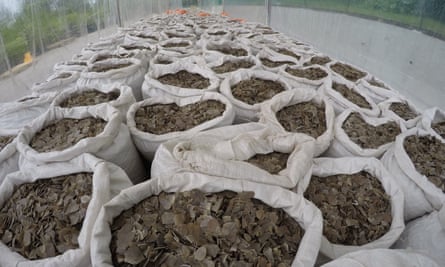 A seizure by the Singaporean authorities of over 12 tonnes of pangolin scales, April 9, 2019