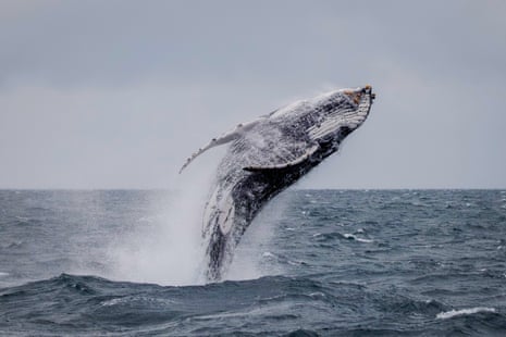 Humpback whale breaching