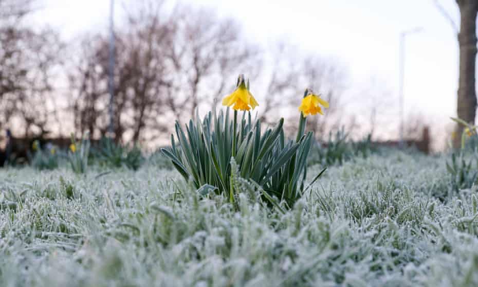 Daffodils in frosted ground, Berkshire, January 2020