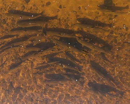 A shoal of fish in brown water