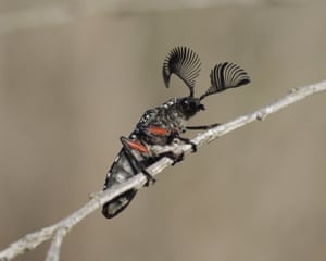 East Gippsland, Australia ‘I discovered hundreds of these feather-horned beetles (Rhipicera femorata) flying around in a mating frenzy while on a walk at Cape Conran. To get this photo, I had go out early in the morning while they were resting before the day warmed up.’