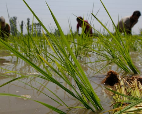 Farmers plant saplings in rice field in Shariefabad on the outskirts of Srinagar<br>Farmers plant saplings in a rice field in Shariefabad on the outskirts of Srinagar June 9, 2011. India's food price index rose 9.01 percent in the year to May 28, government data showed on Thursday. REUTERS/Fayaz Kabli (INDIAN-ADMINISTERED KASHMIR - Tags: BUSINESS AGRICULTURE)