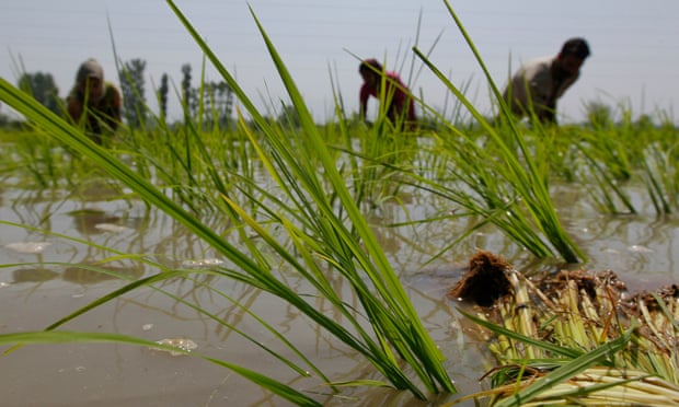 Methane emissions from rice paddies in countries such as India have risen in recent years.