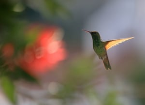 A tiny hummingbird with long, pointed beak flutters around a blurred red flower; the light is shining through the feathers of its outstretched wing