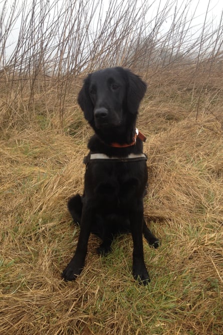 Tui, the flat-coated retriever sniffer dog who will be helping in the survey.