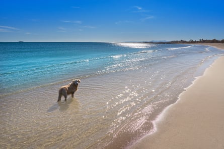 There’s a year round dog-friendly area at the northern end of Playa de Pinedo.