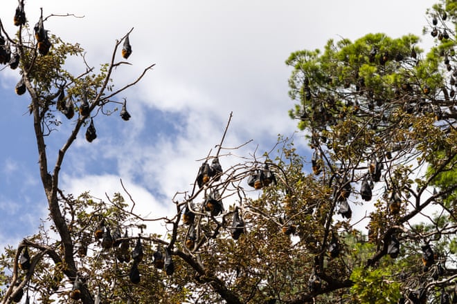 Australia’s flying foxes are ‘curious, gentle and intelligent’ – and often misunderstood Grey-headed flying foxes in Botanic Park, Adelaide.Photograph: Sia Duff/The Guardian