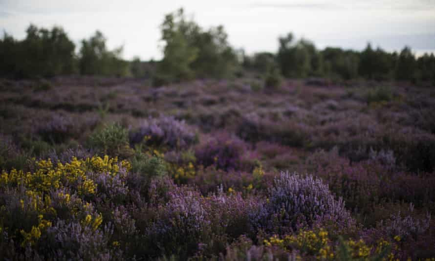 Thursley Common, managed by Natural England