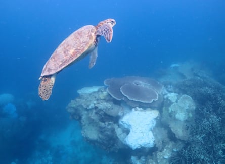 A turtle swims past an area of coral which is bleached
