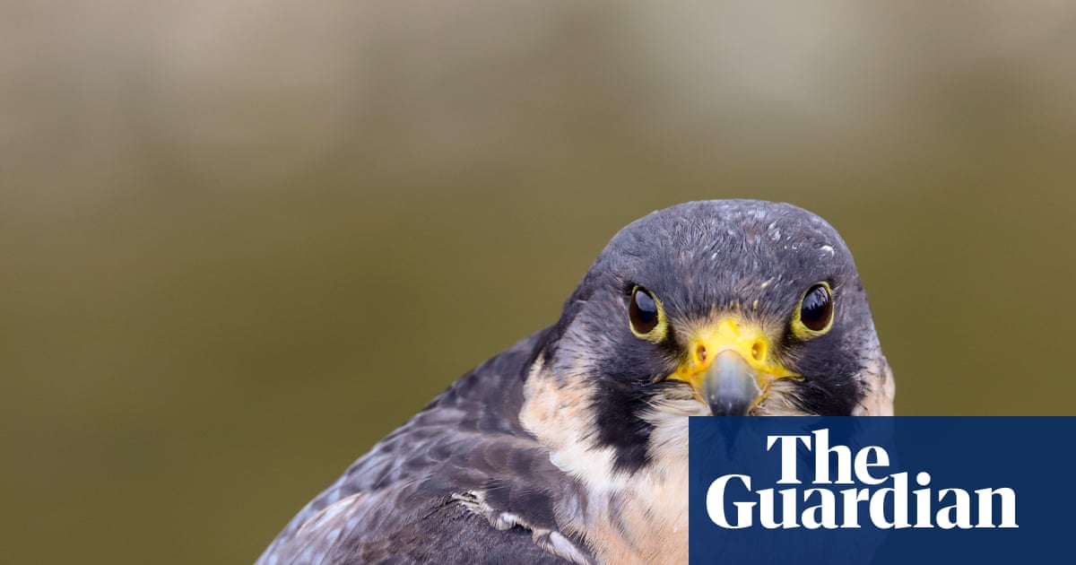Country diary: Racing peregrines among the rusting mills | Richard Smyth