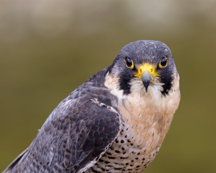 Country diary: Racing peregrines among the rusting mills | Richard Smyth