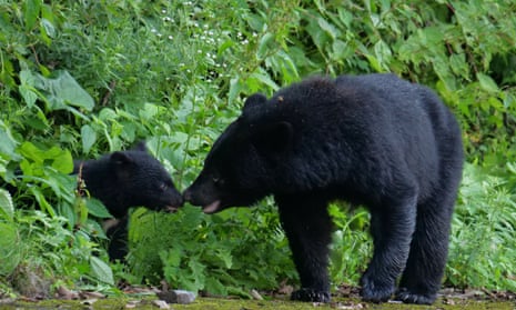 A black bear and its cub in Iwate, Japan.