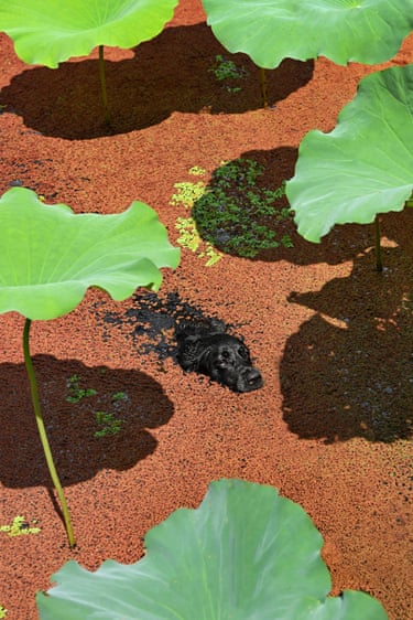 A black labrador swims through a lotus pond