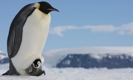 Antarctica, Snow Hill Island, emperor penguin with chick on ice