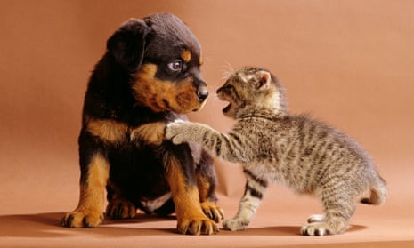 Are Dogs and Cats Really Enemies?
