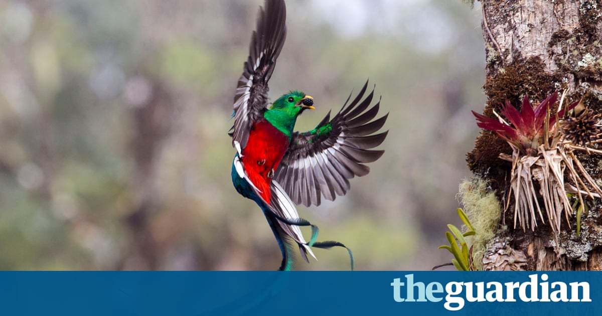 Wildlife Photographer of the Year 2017 finalists – in pictures