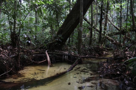 Uma piscina de lama em uma floresta densa.