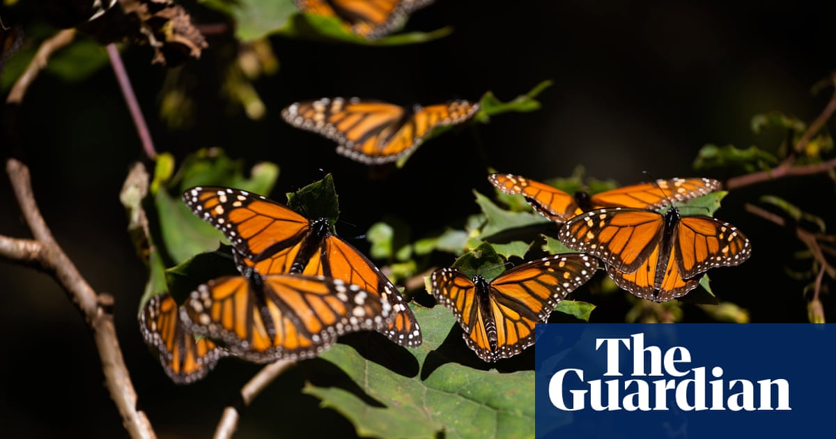 Monarch butterfly numbers dip to second lowest level in Mexico wintering grounds | Butterflies