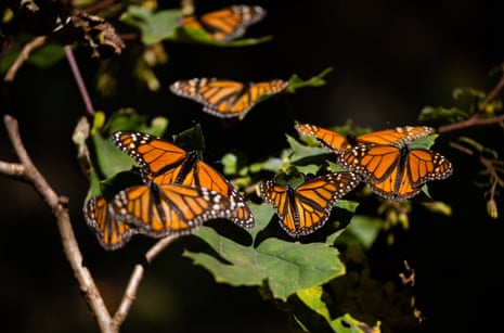 Monarch butterflies (Danaus Plexippus) rest on a plant in El Rosario Butterfly Sanctuary, in Michoacan State, Mexico