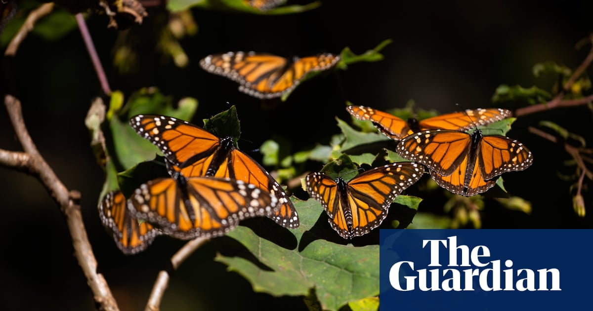 Monarch butterflies bounce back in Mexico wintering grounds
