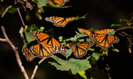 Monarch butterflies rest on a plant in El Rosario butterfly sanctuary, in Michoacán, Mexico, in January.