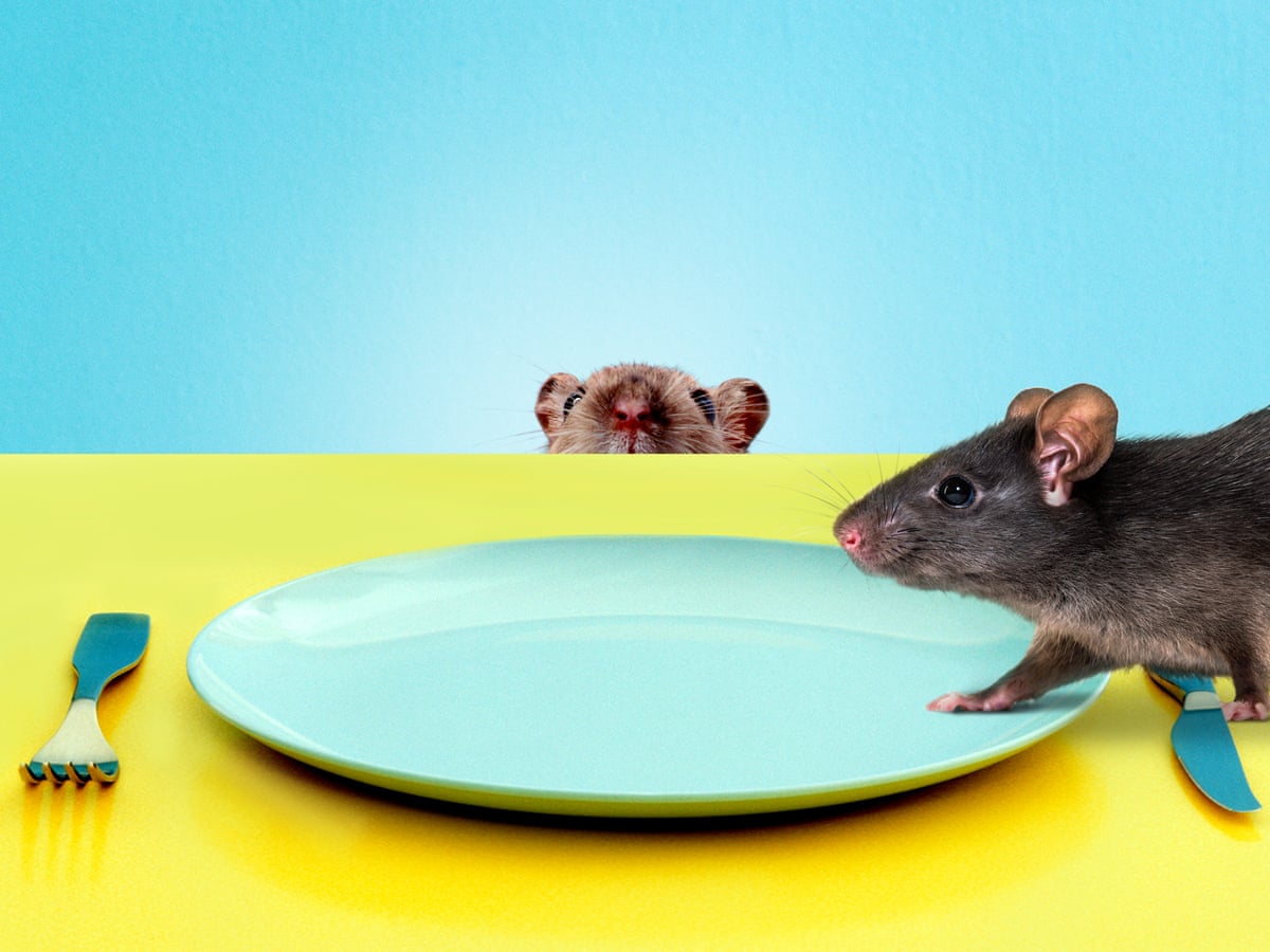rat king theory|TikTok Search