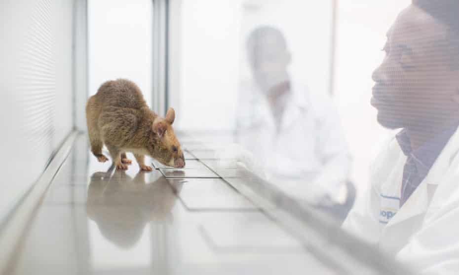 A rat at Apopo’s tuberculosis detection centre in Morogoro, Tanzania