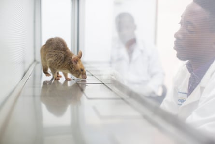 A young African man in a white lab coat watches a large rat moving through a glass tank and smelling slides