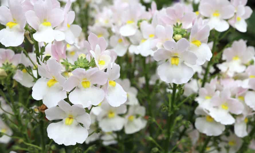 Nemesia Wisley Vanilla