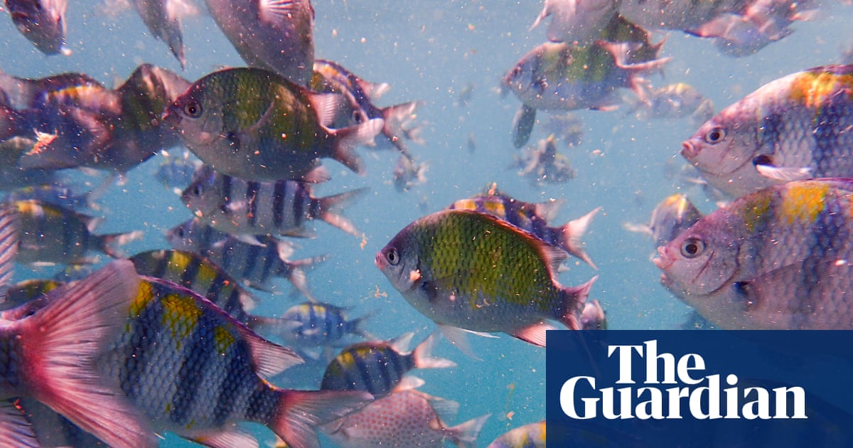 Under Water by Tara Menon review – love, loss and a longing for the ocean