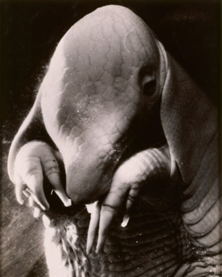 Portrait of Ubu (1936) by Dora Maar.