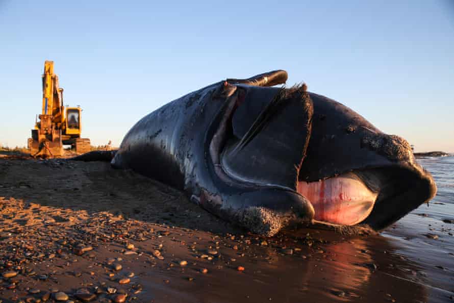 A 9-year-old male right whale lies dead on a beach on Miscou Island in New Brunswick after being towed onto the shore the night before on June 7, 2019.