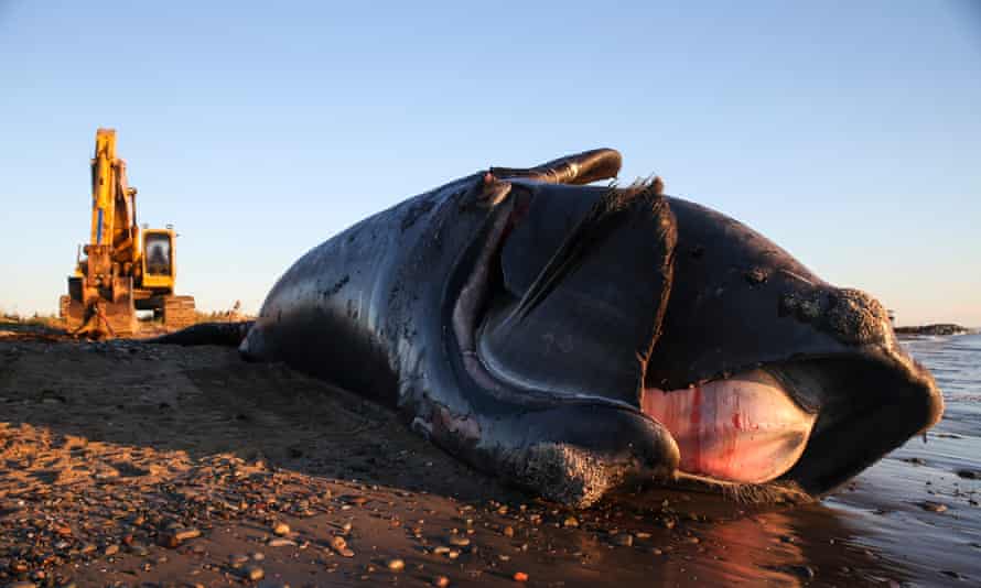 A dead North Atlantic right whale washed up on a beach in New Brunswick, Canada.