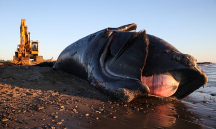 A 9-year-old male North Atlantic right whale lies dead on a beach in New Brunswick off Canada after being towed onto the shore the night before. The whale was known to researchers who said that in its short life it had endured at least one vessel strike and three entanglements in fishing gear.
