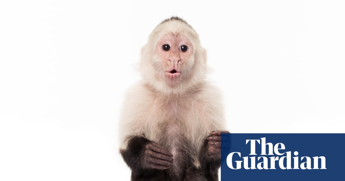 Monkeys as service animals? The ‘bizarre’, tortured history of humans and primates