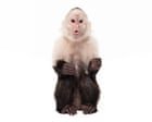 Planet of the apes: the ‘bizarre’ and tortured history of monkeys and humans