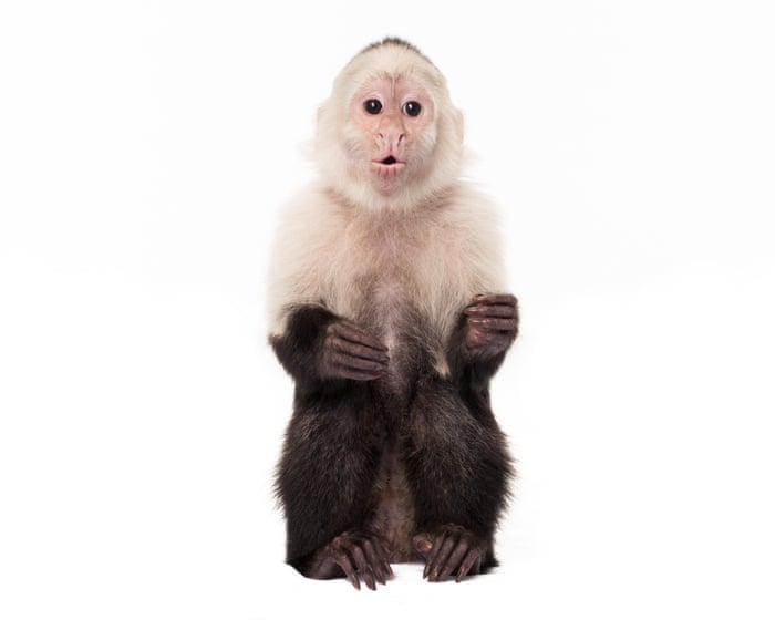 Planet of the apes: the ‘bizarre’ and tortured history of monkeys and humans