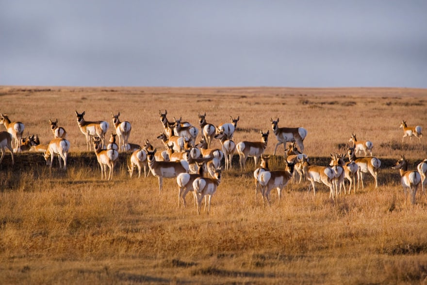 Pronghorn antelope on a prairie.