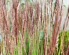 Legends of the fall: why autumn is the perfect time to plant grasses in your garden