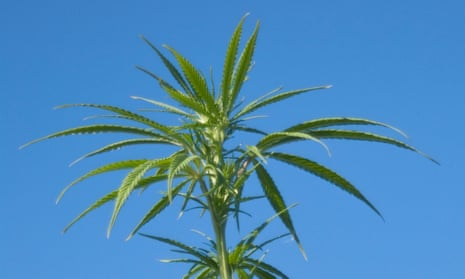 A cannabis plant