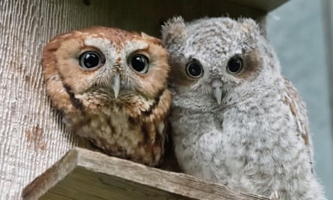 Alfie and one of her owlets