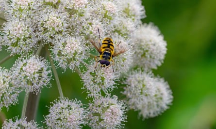 Hoverfly on wild angelica.